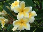 Plumeria Frangipani