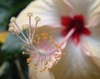 Pink Hibiscus