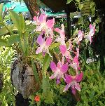 Orchid in Coconut Hanging Planter